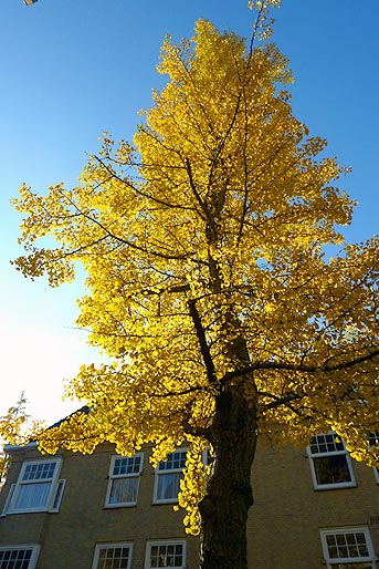 Ginkgo in Amsterdam (foto Cor Kwant)