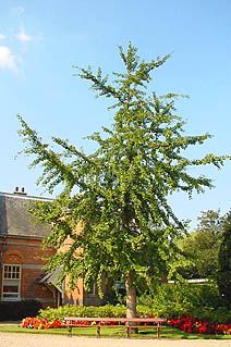 Ginkgo tree (photo Cor Kwant)