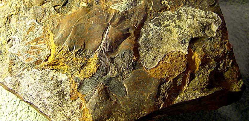 ginkgo adiantoides, Paleocene, Scotland (photo Cor Kwant)