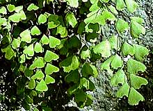 Adiantum monochlamys (photo anon)