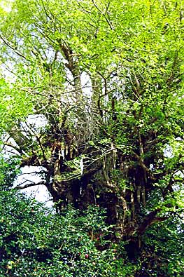 Amago,Miyagi (photo Kato)