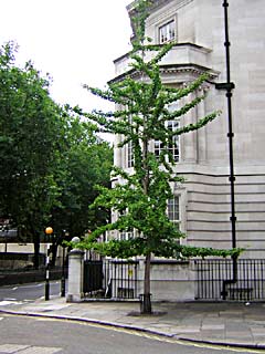 London American Embassy (photo Jan Purkrabek)