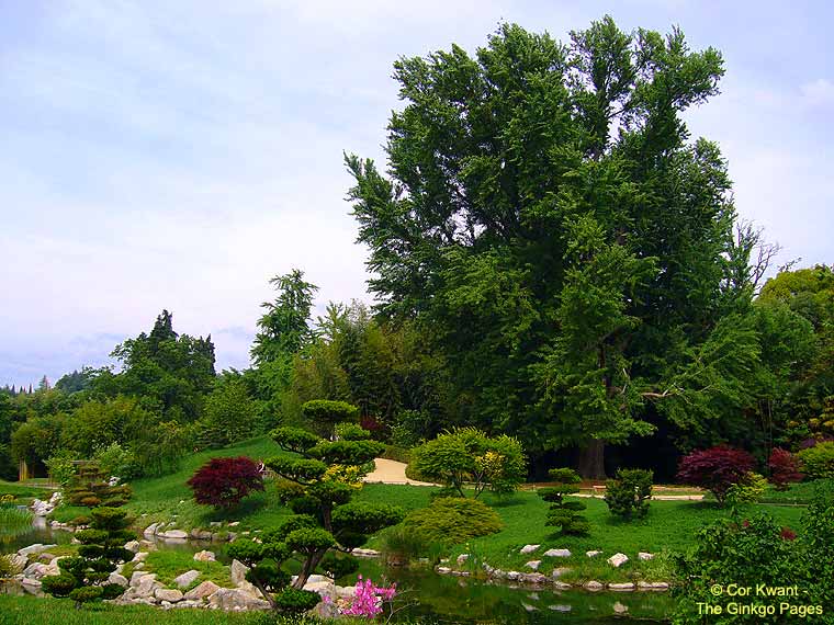 Anduze - Ginkgo in Japanese garden (photo Cor Kwant)