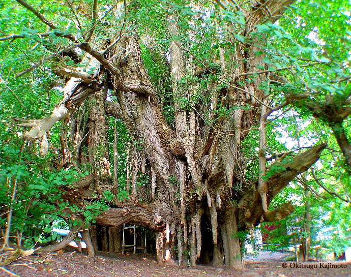 old Ginkgo, Aomori - Japan (photo Okitsugu Kajimoto)