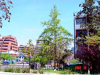 Apoquindo, Santiago, Chile (photo E.A. Diaz)