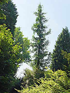 Arboretum Kalmthout (photo Cor Kwant)