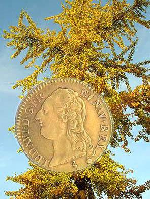 Arbre aux quarante �cus: prix 1780 (photo Cor Kwant)