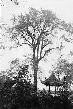 Liu Yuan (photo Peter Del Tredici)