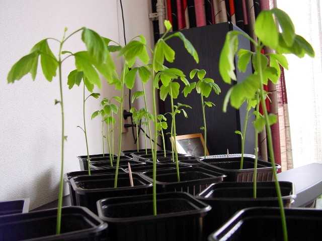 seedlings (photo � Cor Kwant)