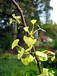 Ginkgo biloba 'Beijing gold' (photo Gert Fortgens)