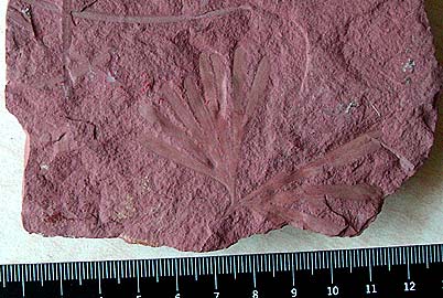 Ginkgo sp., Cretaceous, Baikal