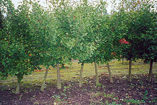Ginkgo biloba 'Barabits Nana'  (photo Cor Kwant)