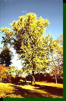 Bartram Ginkgo (photo � John Bartram Association)
