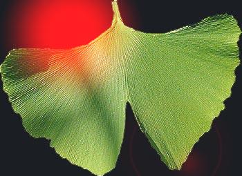Ginkgo leaf (photo Cor Kwant)