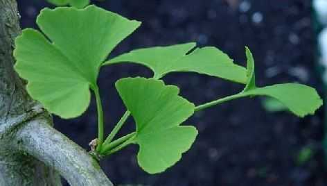 Ginkgo (foto Cor Kwant)
