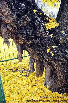 Krak�w: Botanic Garden of Jagiellonian University (photo: Bartosz Jan Plachno)