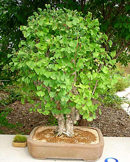 Ginkgo bonsai with chichi (photo Mark Fields)