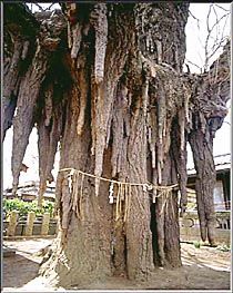 aerial chichi (photo Hiroshi Takahashi)