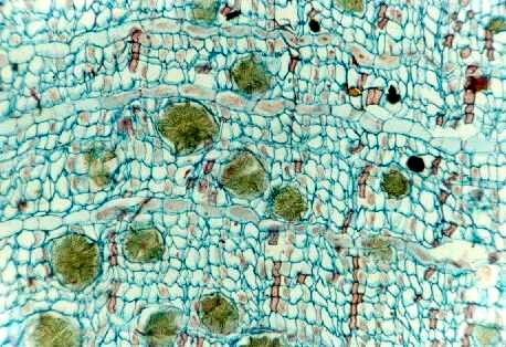 Ginkgo biloba crystals in bark