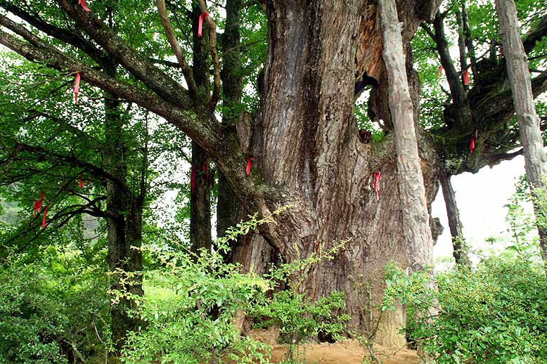 wild Ginkgo forest, Maopo , China (photo Cindy Q. Tang)
