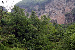 wild Ginkgo forest, Nanchuan County, China (photo Cindy Q. Tang)