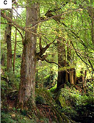 wild Ginkgo forest, Fenggang County, China (photo Cindy Q. Tang)