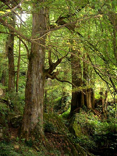 wild Ginkgo forest, Xiangshuiyan , China (photo Yongchuan Yang)