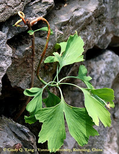 Ginkgo seedling, Dazhuyuan, China (photo Cindy Q. Tang)