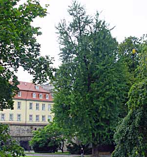 Dresden (photo Cor Kwant)