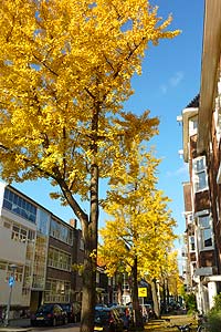 Ginkgo trees (photo Cor Kwant)
