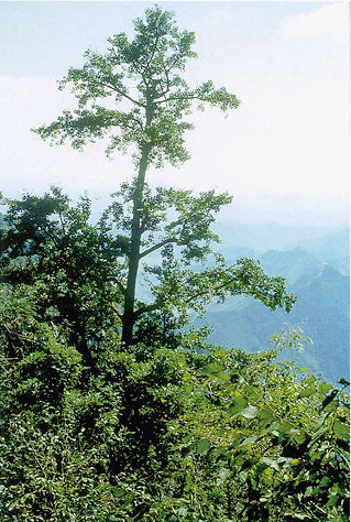 Tian Mu Shan Reserve (photo  � Peter del Tredici)