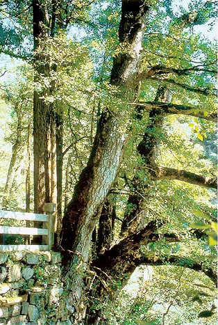 Tian Mu Shan Reserve (photo  � Peter del Tredici)