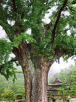 Gifu-ken, Eihoji temple (photo A. Kato)
