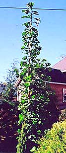 Ginkgo biloba 'Elmwood' (photo Dennis Dodge)