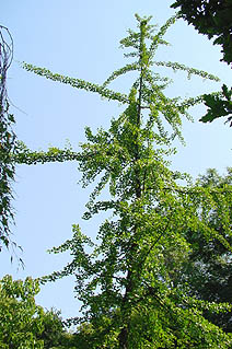 Ginkgo biloba 'Fairmount' (photo Cor Kwant)