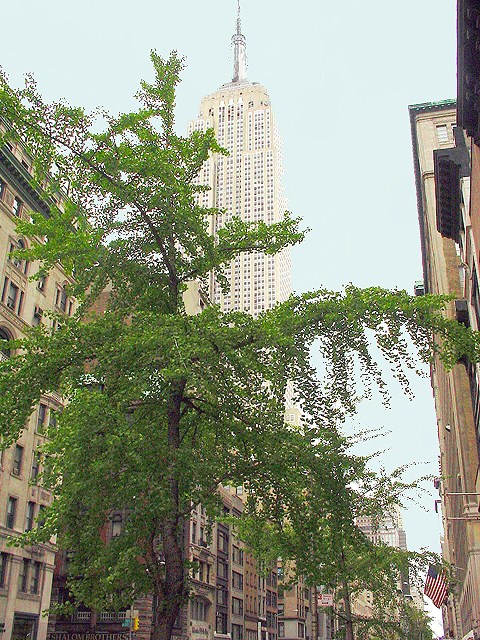 Fifth Avenue and Empire State Building, New York City (photo Coen Pasalbessy)