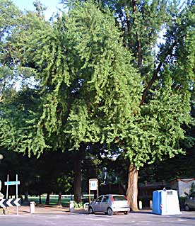 Firenze: Cascine Park