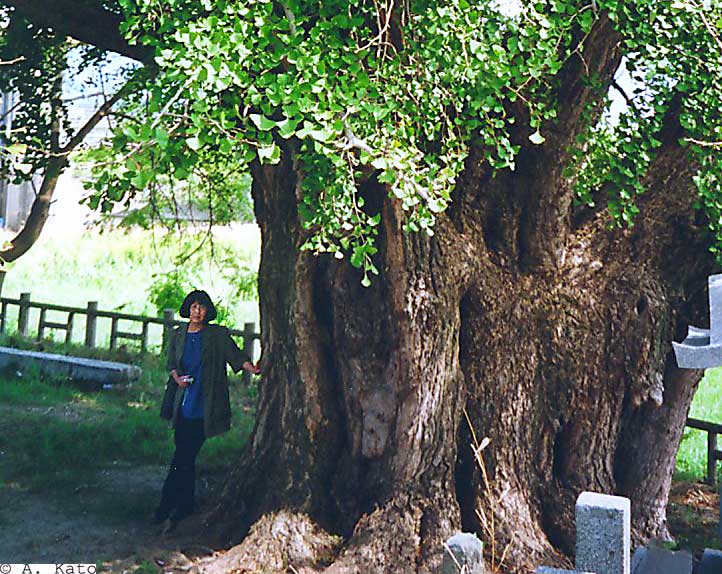 Ginkgo in Hananokizei, Japan (photo A. Kato)