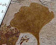 Ginkgo  Eocene, Cache Creek, B.C., Canada