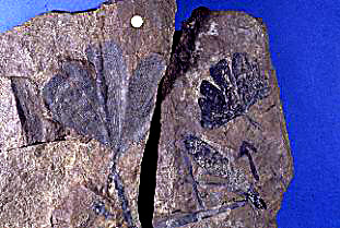 Ginkgo digitata, Cretaceous, Spitsbergen, Norway