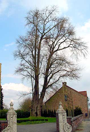 Ginkgo Geetbets in winter  (photo Cor Kwant)