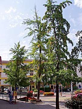 Geneva
