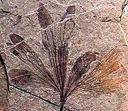 ginkgo dissecta