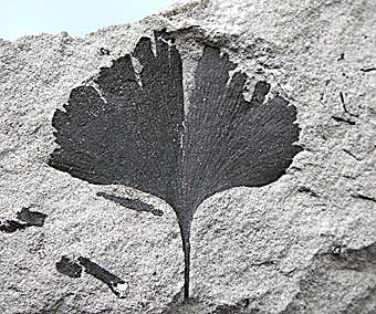 Ginkgo sp., Cretaceous, Knee Hill Tuff, Alberta Canada