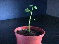 seedling 10 days old