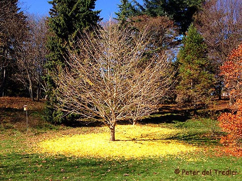 Ginkgo at Arnold Arboretum (photo Peter del Tredici)