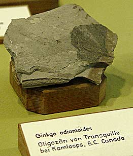 Ginkgo fossil B.C. Canada (photo Cor Kwant)