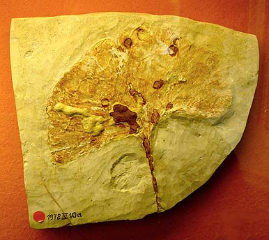 Ginkgo adiantoides, Unterwohlbach (photo Cor Kwant)