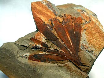Ginkgo australis, Cretaceous, Koonwarra, Victoria, Australia