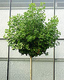 Ginkgo biloba 'Globosa' (photo David Bomer)